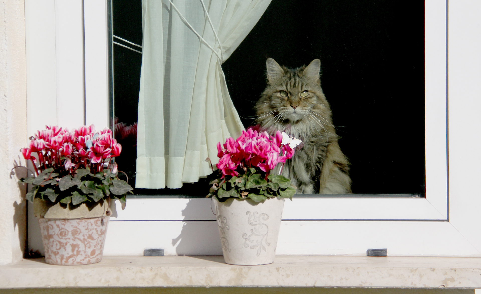 En långhårig katt tittar ut genom ett fönster. På fönsterbrädan står det två blomkrukor med rosa blommor.