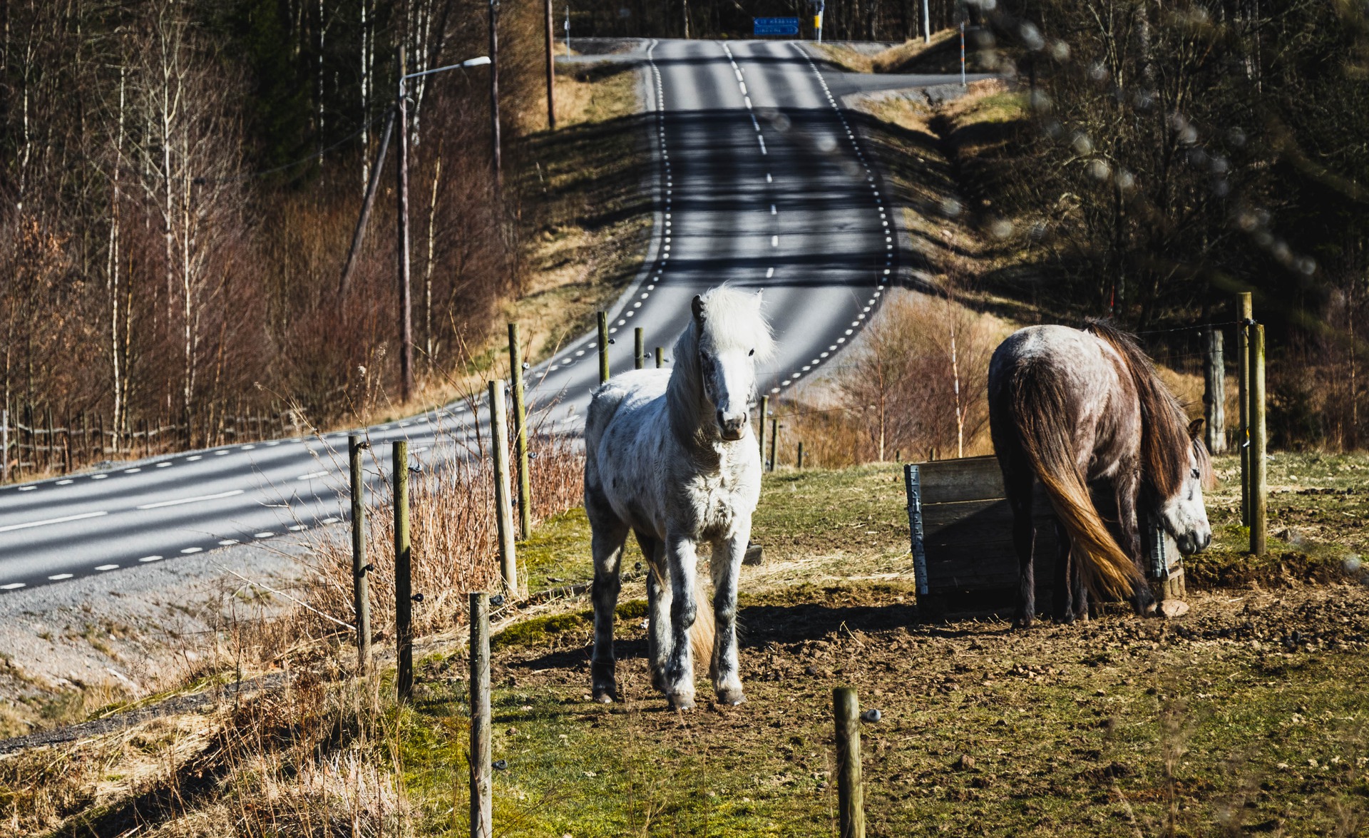 Hästar i hage i Eskilsby
